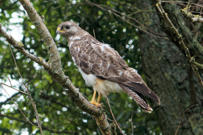 Buizerd