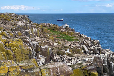 20240605 farne island gb