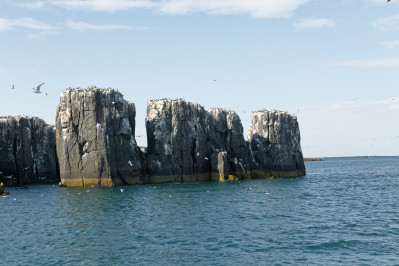 20240605 farne islands gb