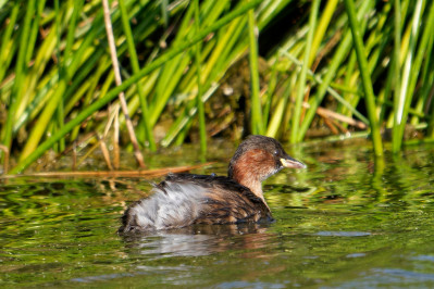 DodaarsLittle Grebe