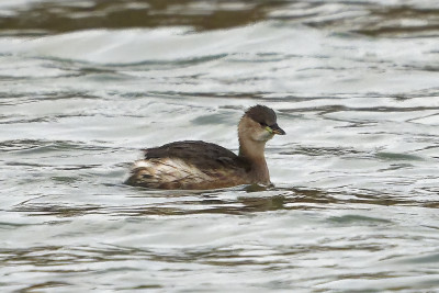 Dodaars<br>Little Grebe