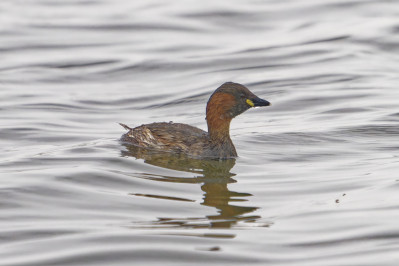 DodaarsLittle Grebe