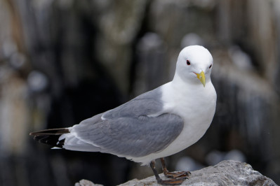 DrieteenmeeuwBlack-legged Kittiwake