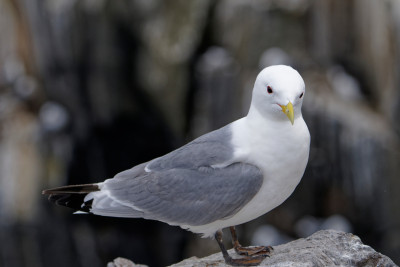 Drieteenmeeuw<br>Black-legged Kittiwake