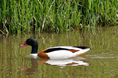 BergeendCommon Shelduck