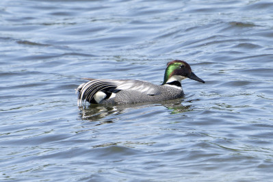 BronskopeendFalcated Duck