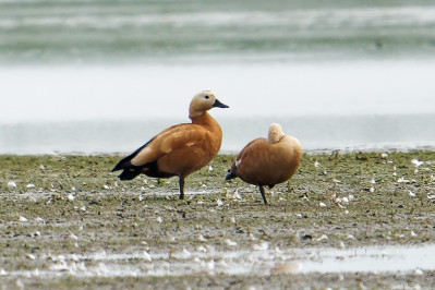 CasarcaRuddy Shelduck