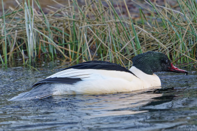 Grote Zaagbek /mGoosander /m