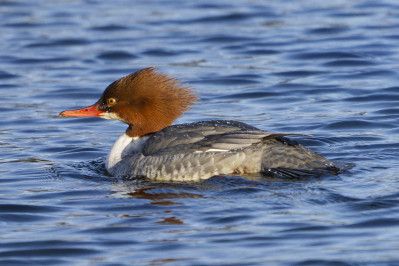  Grote Zaagbek /vGoosander /f