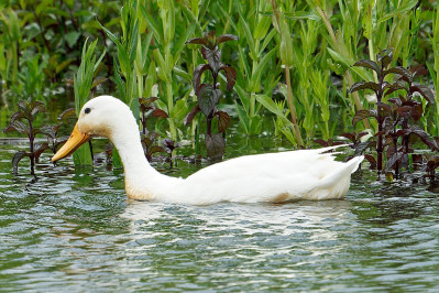 Hollandse KwakerCall duck