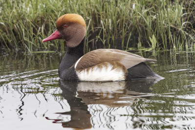 Krooneend /mRed Crested Pochard /m