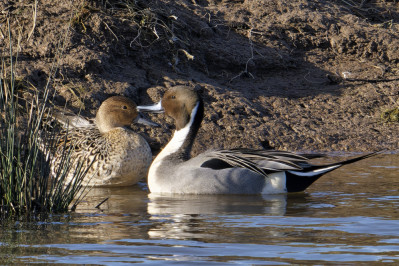 Pijlstaart /mNorthern Pintail /m