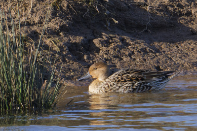 Pijlstaart /vNorthern Pintail /f