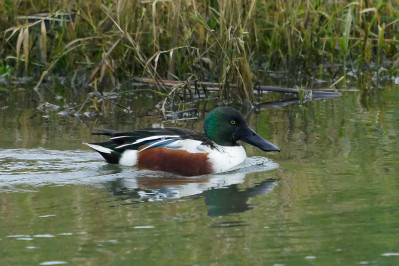 Slobeend /mNorthern Shoveler /m