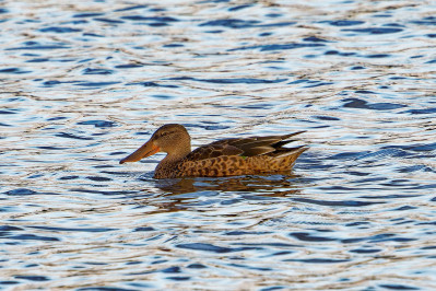 Slobeend /vNorthern Shoveler /f