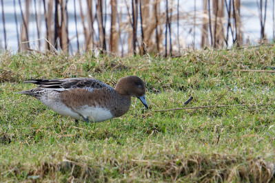 Smient /vWigeon /f