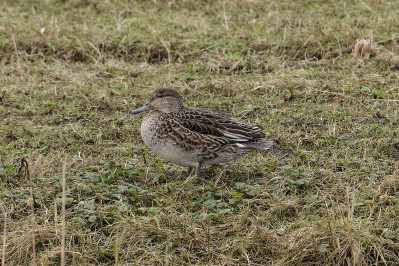 Wintertaling /vTeal /f