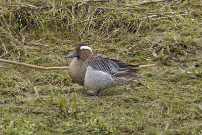 Zomertaling /mGarganey /m