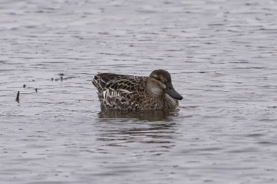 Zomertaling /vGarganey /f