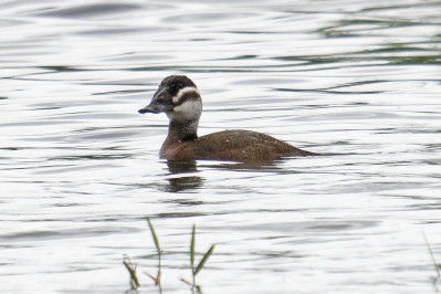 Witkopeend /vwhite-headed Duck /f