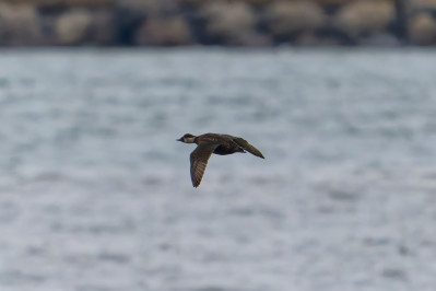 Zwarte zee-eendCommon Scoter