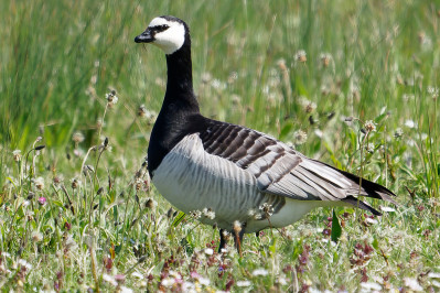 BrandgansBarnacle Goose