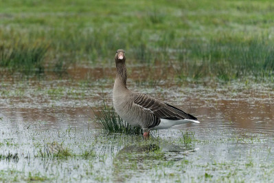 Grauwe GansGreylag Goose