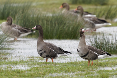 KolgansGreater White-fronted Goose