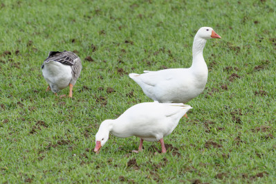 ParkgansDomestic Goose