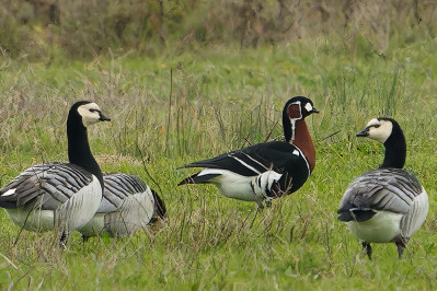 RoodhalsgansRed-breasted Goose