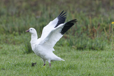 Ross' GansRoss's Goose