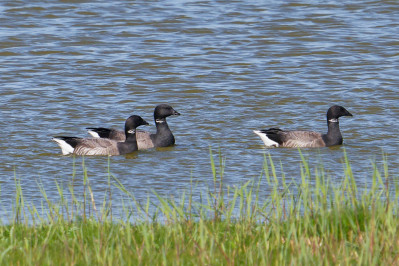 RotgansDark-bellied Brent Goose