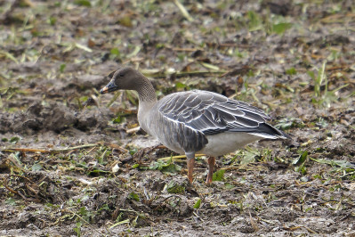 ToendrarietgansTundra Bean Goose