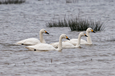 Kleine ZwaanBewick's Swan