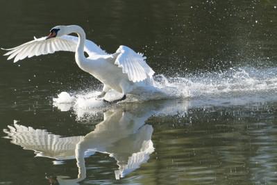 KnobbelzwaanMute Swan