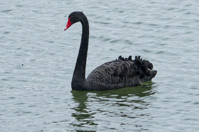 Zwarte ZwaanBlack Swan