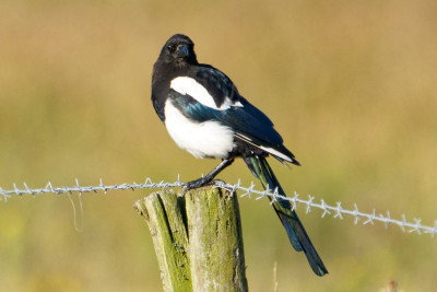 Ekster<br>Eurasian Magpie