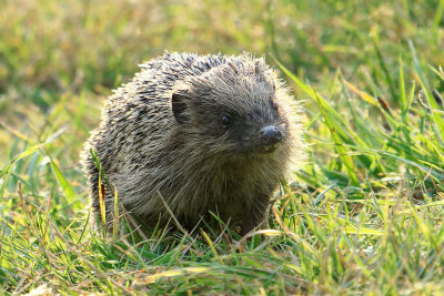 Europese Egel<br>European hedgehog