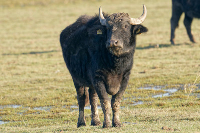 Waterbuffel