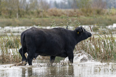 Waterbuffel