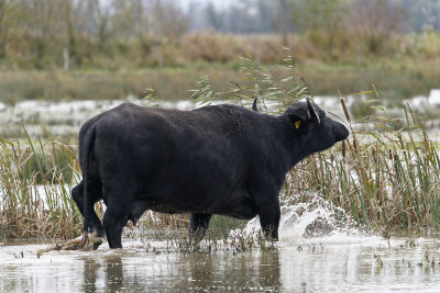 Europese Waterbuffel<br>European Water Buffalo