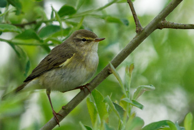 Fitis<br>Willow Warbler