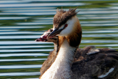 Fuut<br>Reat Crested Grebe