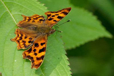 Gehakkelde AureliaComma Butterfly