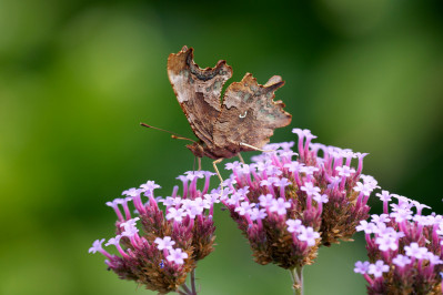 Gehakkelde AureliaComma Butterfly