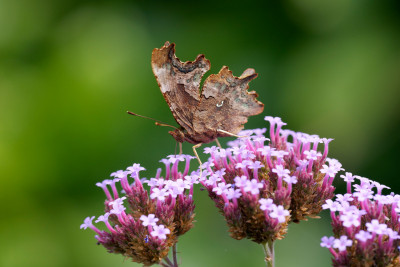 Gehakkelde Aurelia<br>Comma Butterfly