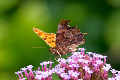 Gehakkelde AureliaComma Butterfly