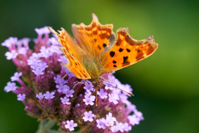 Gehakkelde AureliaComma Butterfly