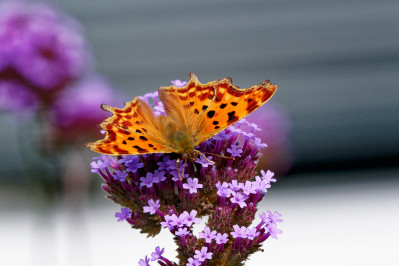 Gehakkelde AureliaComma Butterfly