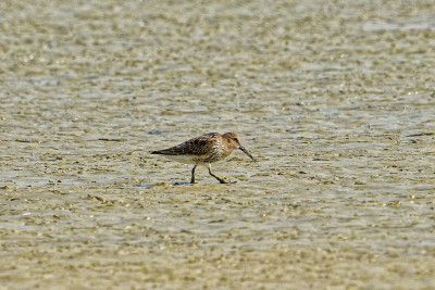 Gestreepte Strandloper<br>Pectoral Sandpiper